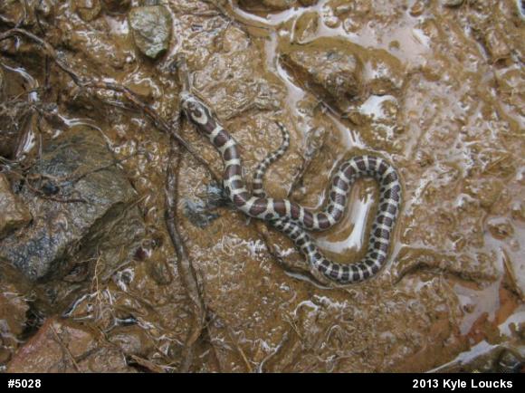 Eastern Milksnake