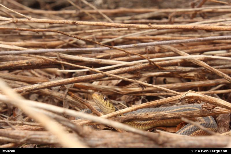 Eastern Gartersnake
