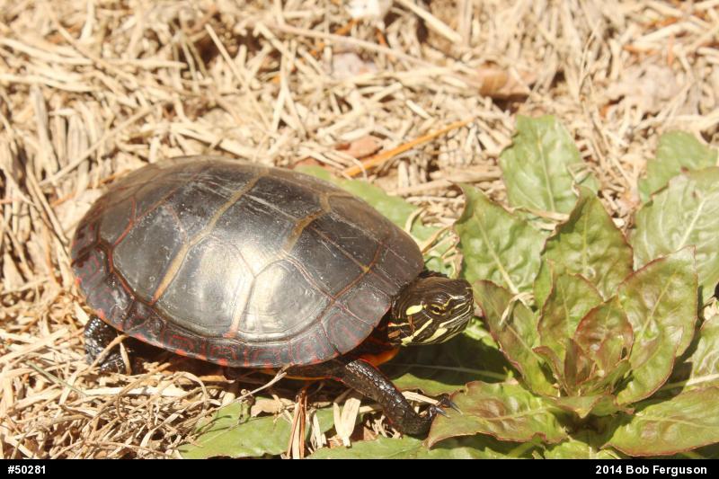 Eastern Painted Turtle