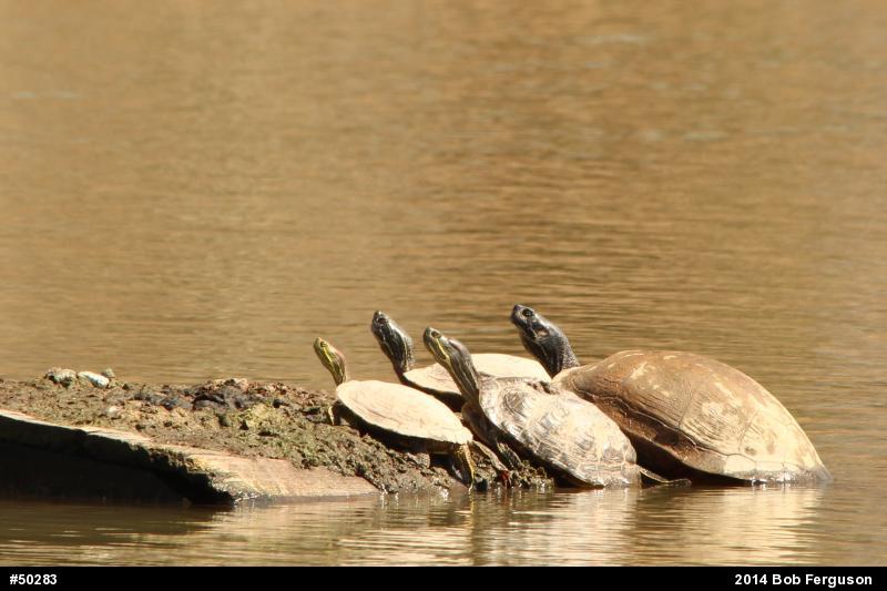 Red-eared Slider