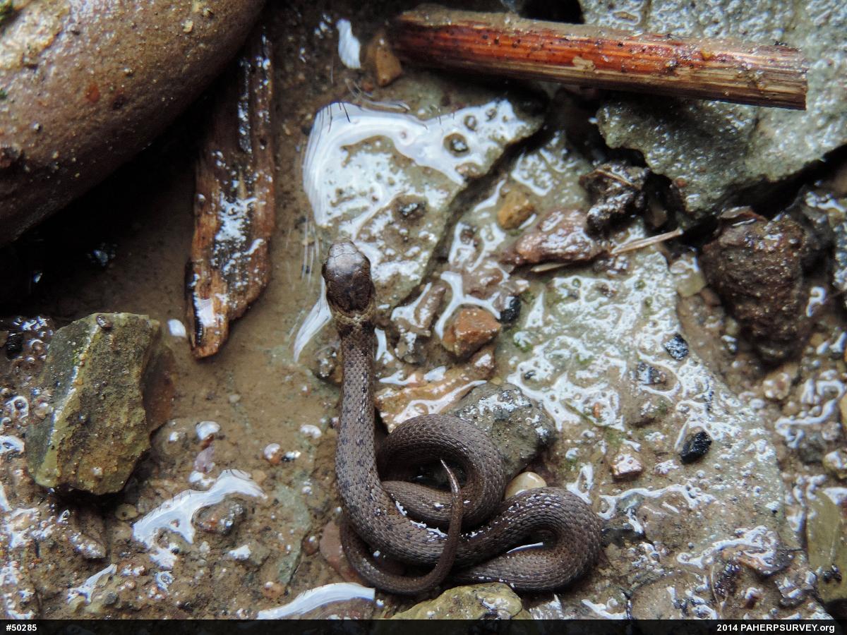 Dekay's Brownsnake