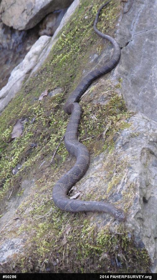 Northern Watersnake