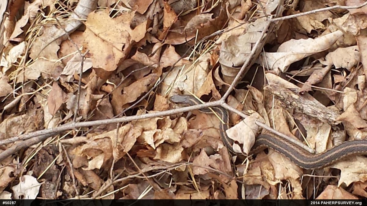 Eastern Gartersnake