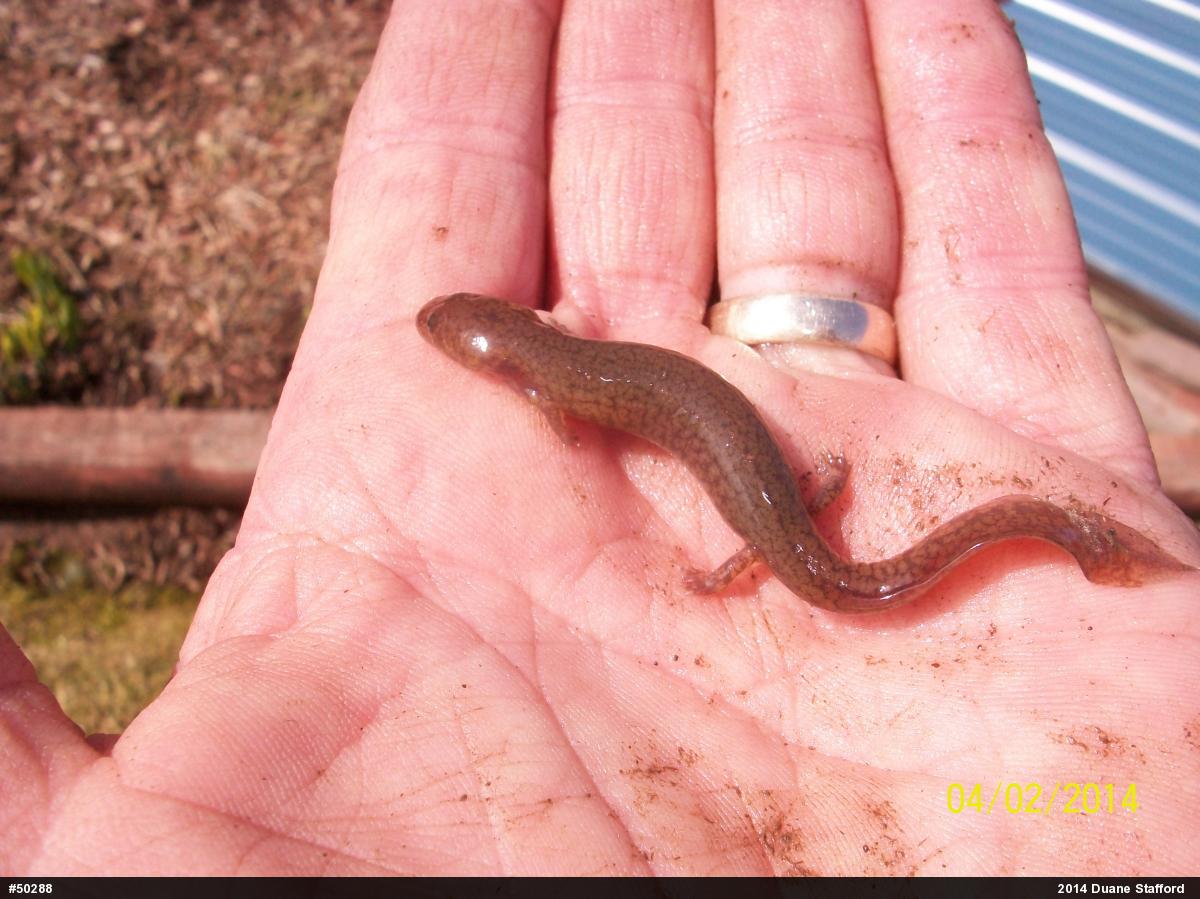 Northern Spring Salamander