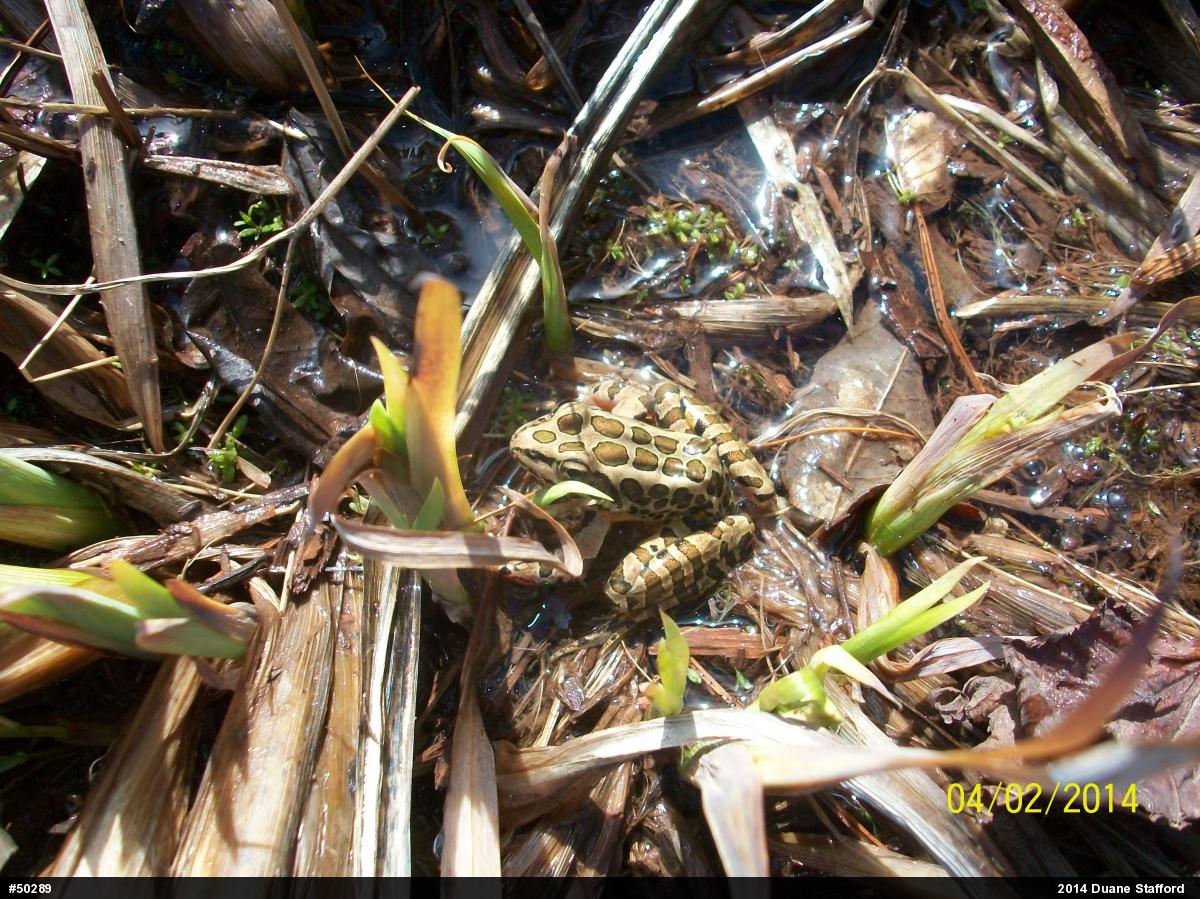 Pickerel Frog