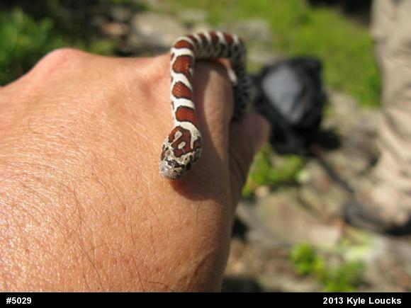 Eastern Milksnake