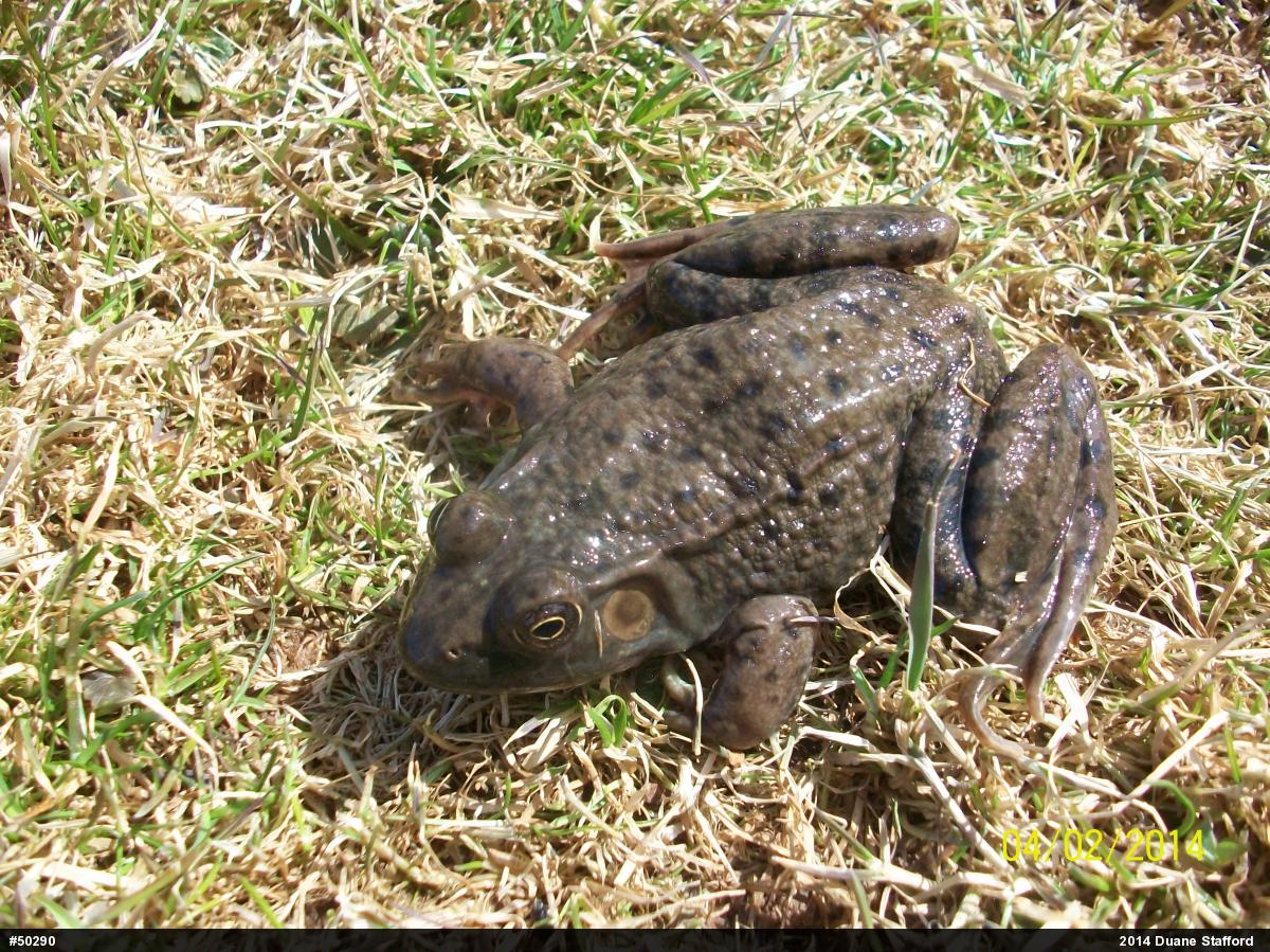 Green Frog