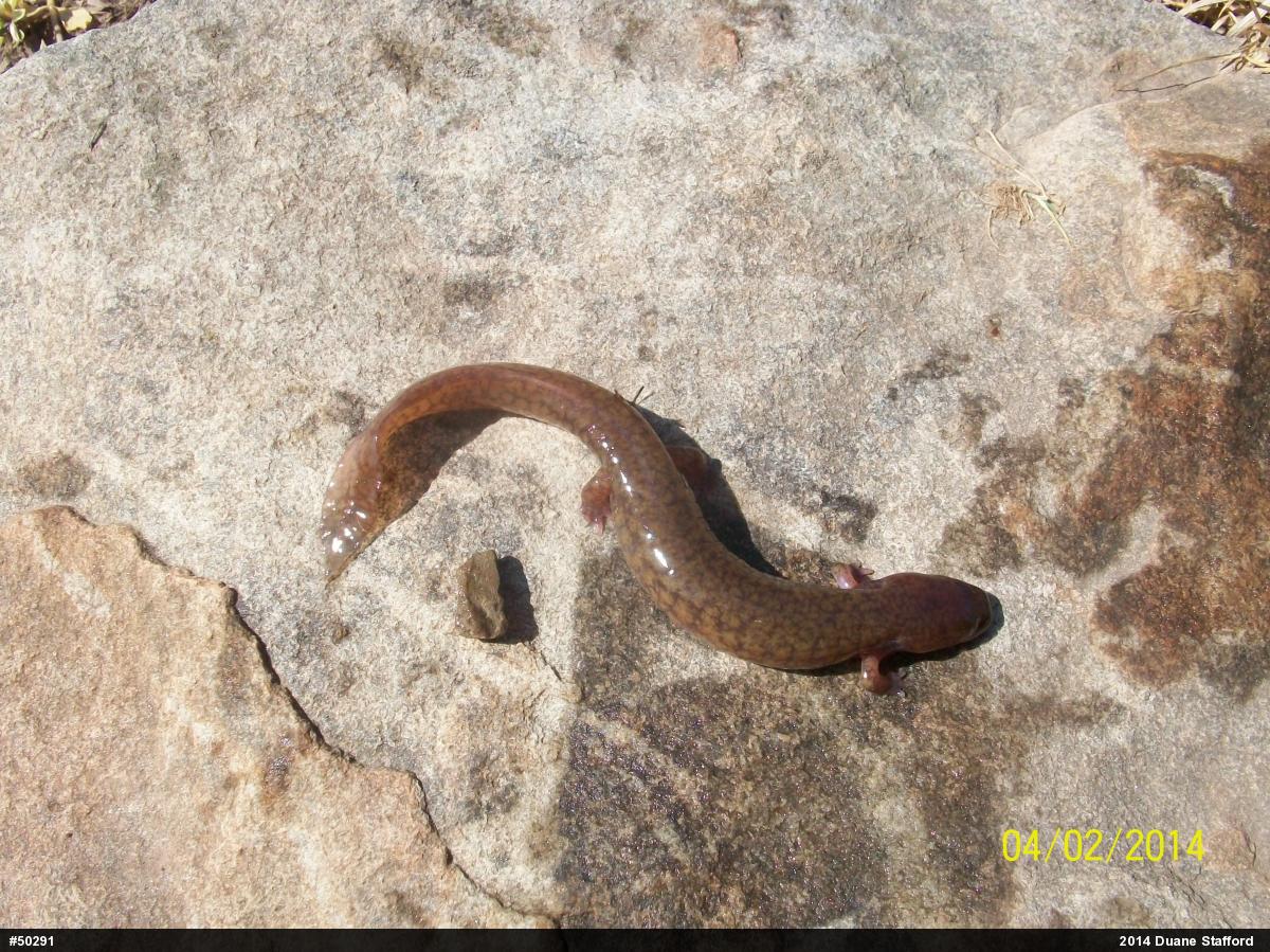 Northern Spring Salamander