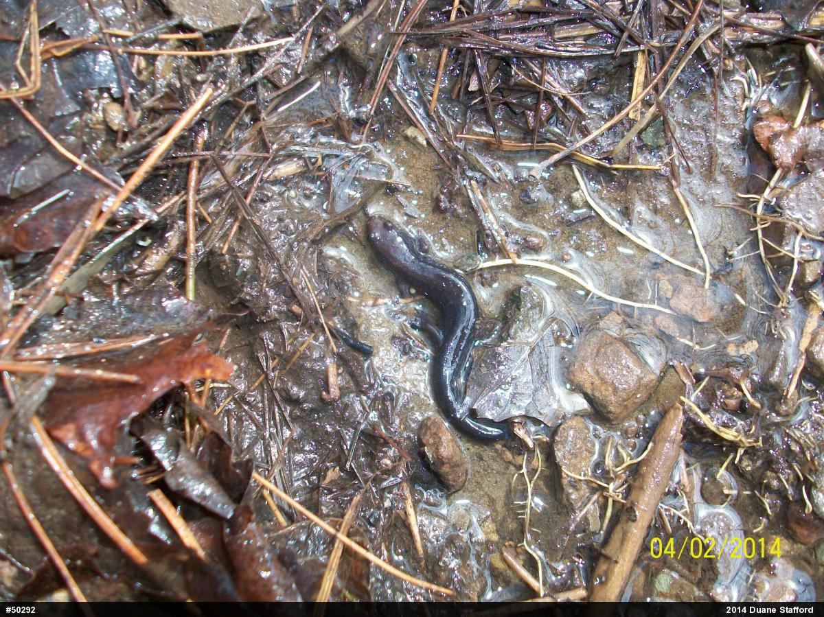 Allegheny Mountain Dusky Salamander