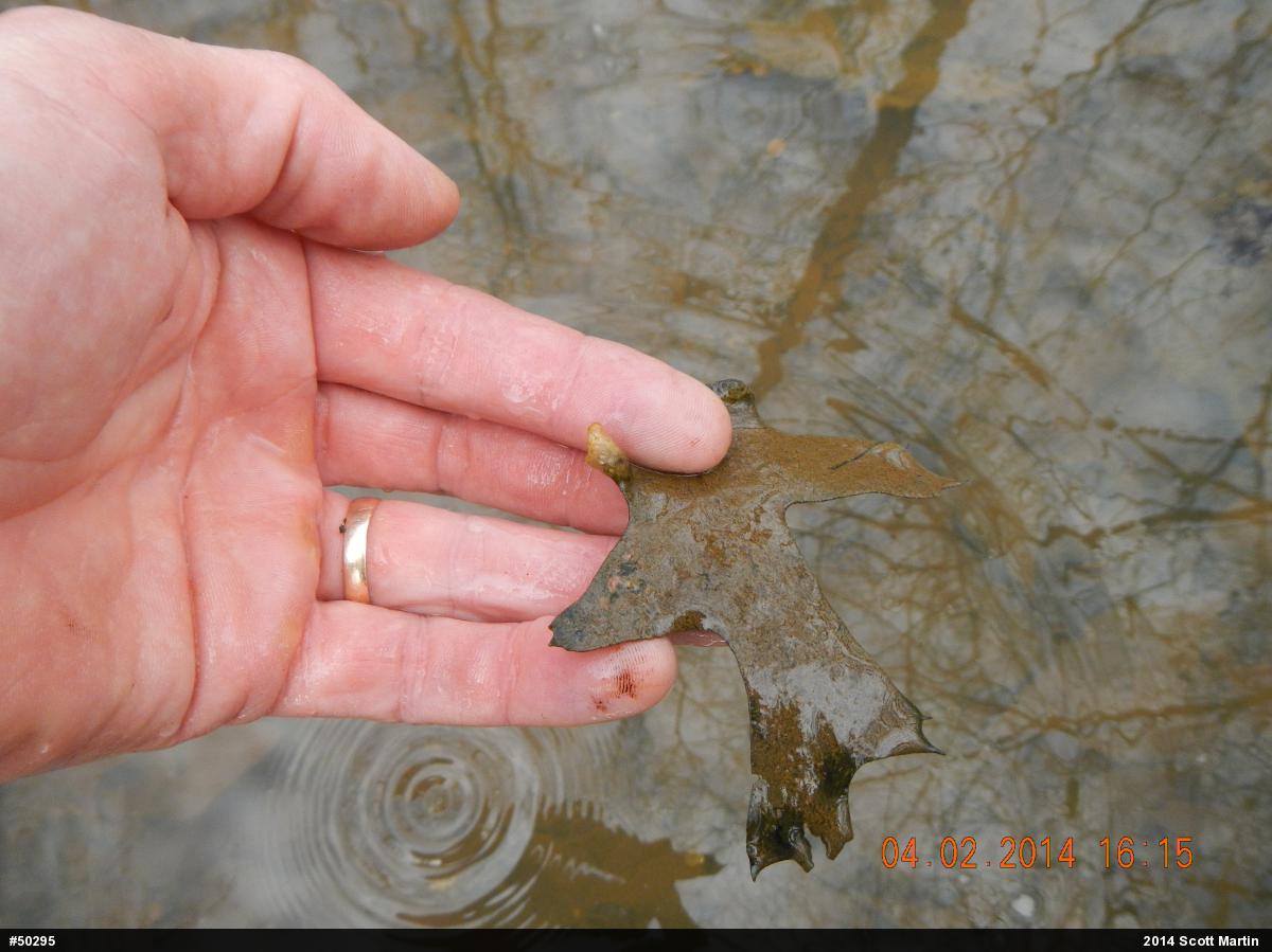 Mole Salamanders