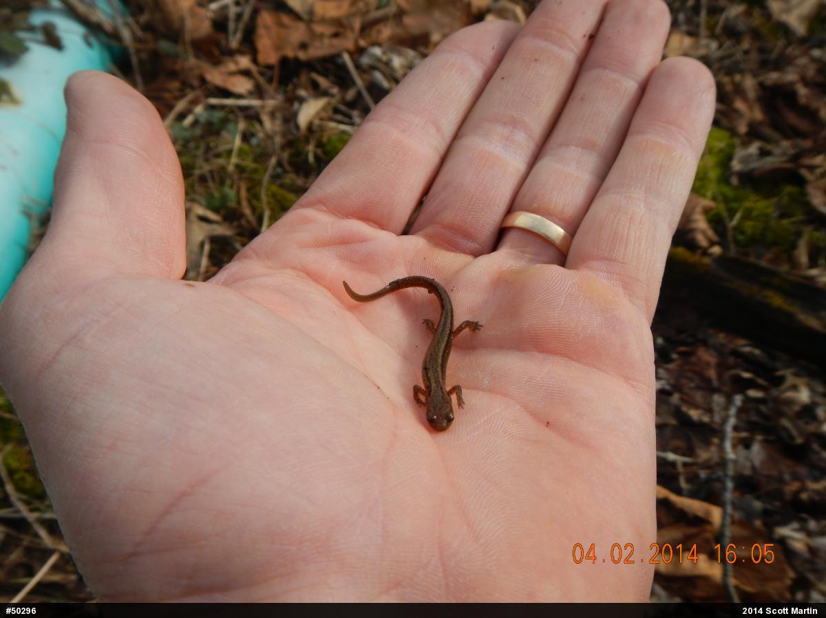 Northern Two-lined Salamander