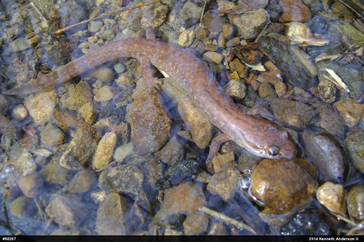 Northern Spring Salamander