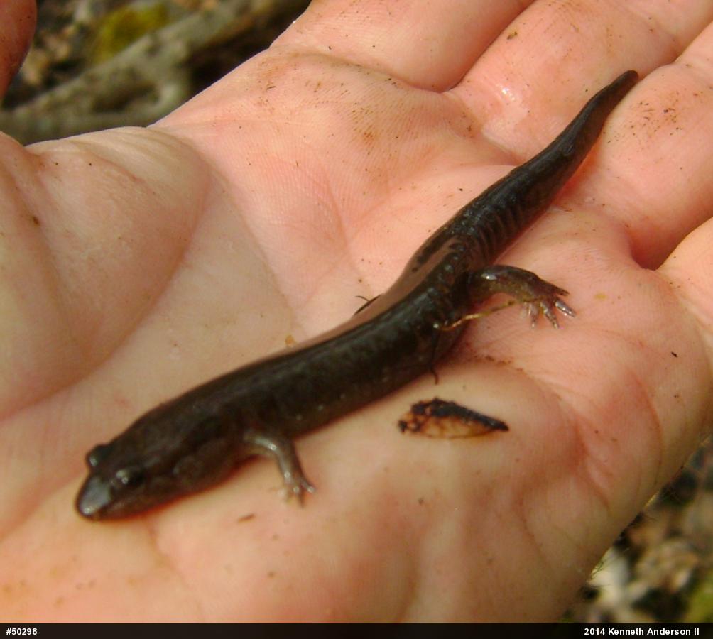 Allegheny Mountain Dusky Salamander
