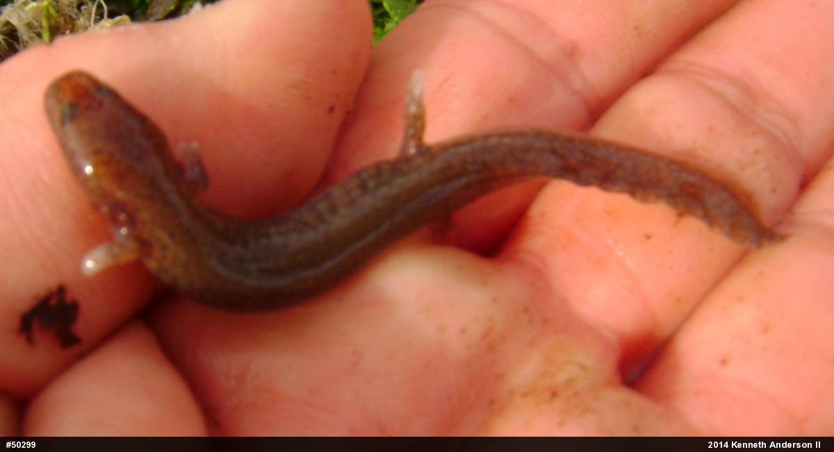 Northern Spring Salamander