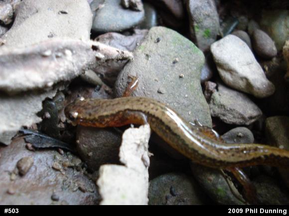 Northern Two-lined Salamander