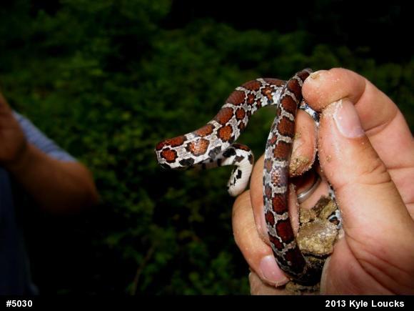 Eastern Milksnake