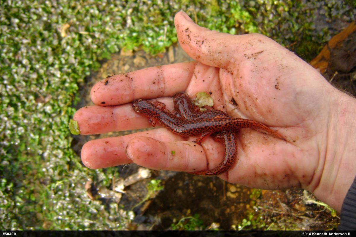 Northern Red Salamander