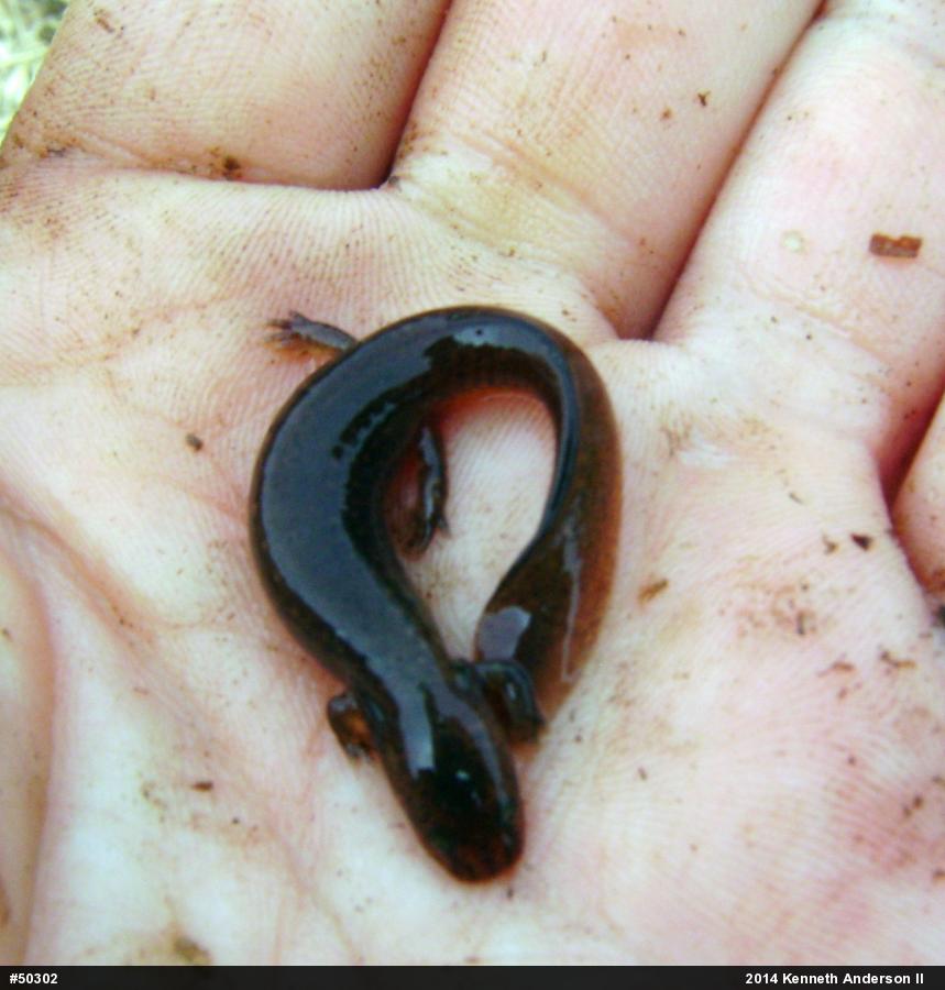 Northern Red Salamander