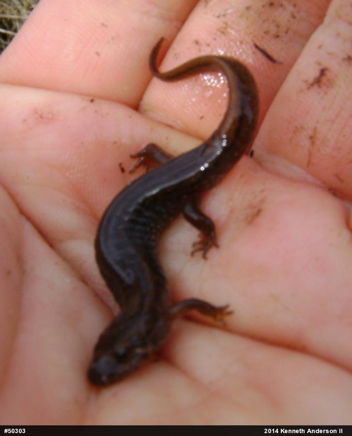Northern Dusky Salamander