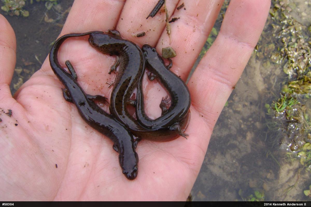 Dusky Salamanders