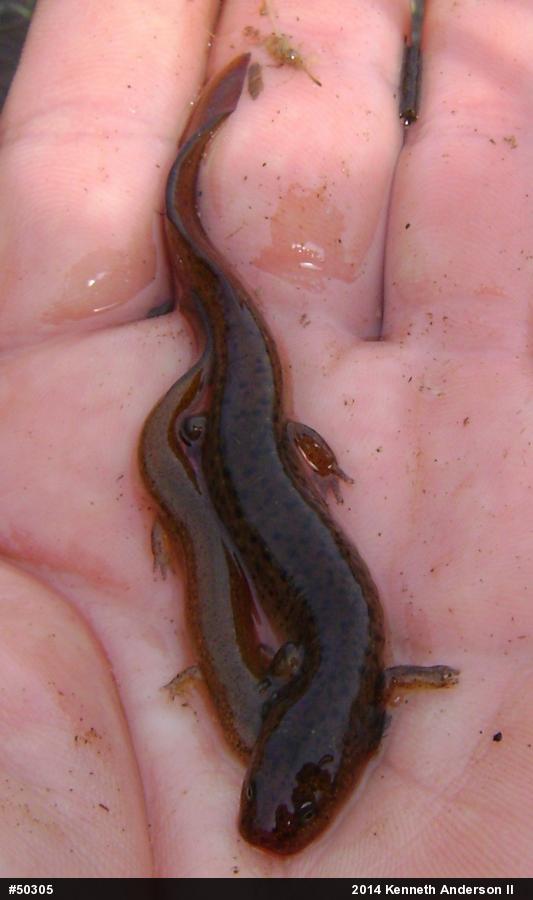 Northern Red Salamander
