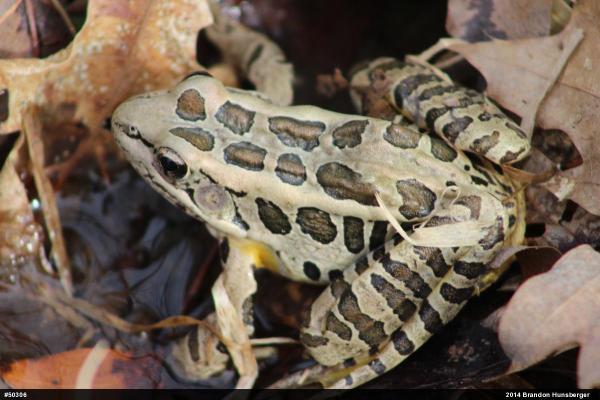 Pickerel Frog