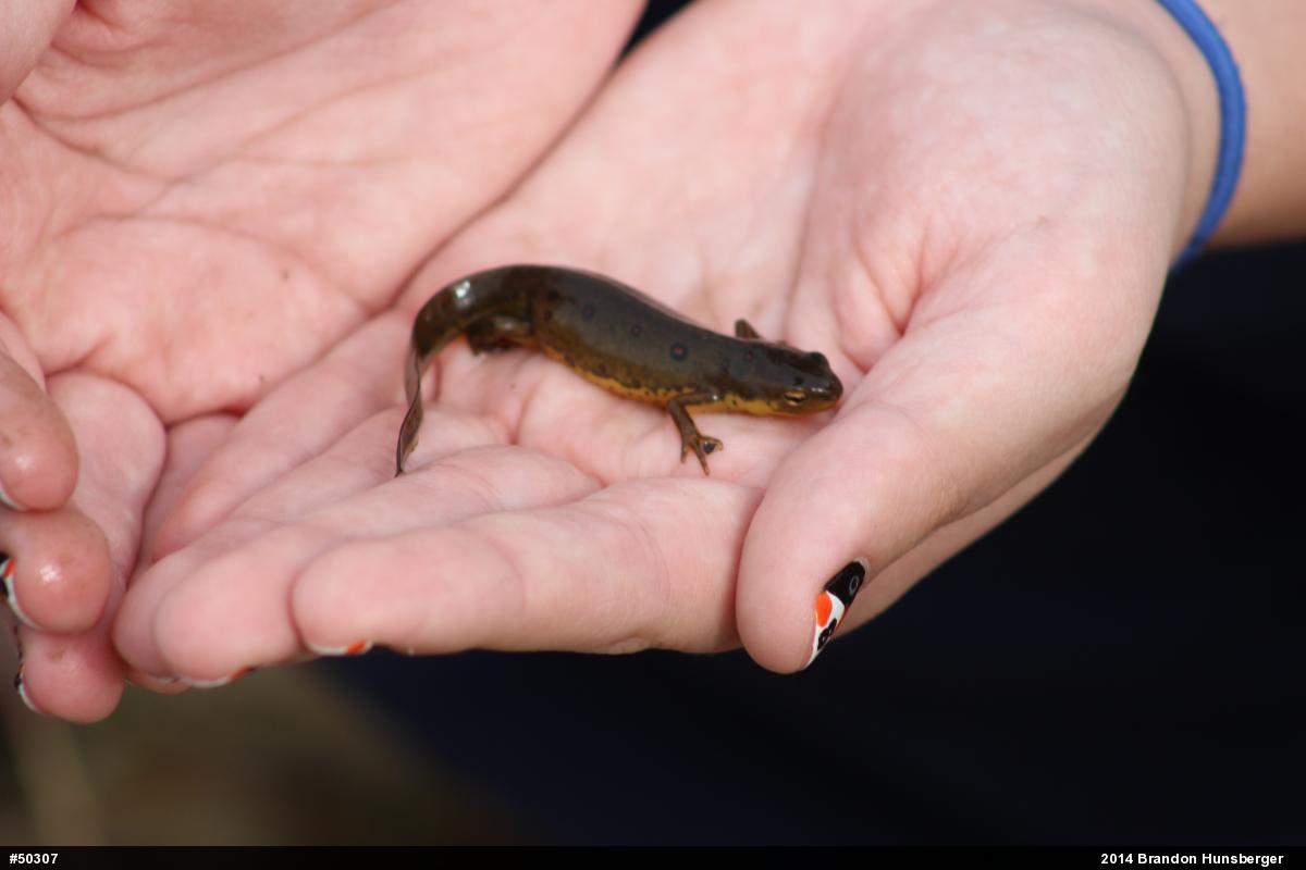 Red-spotted Newt