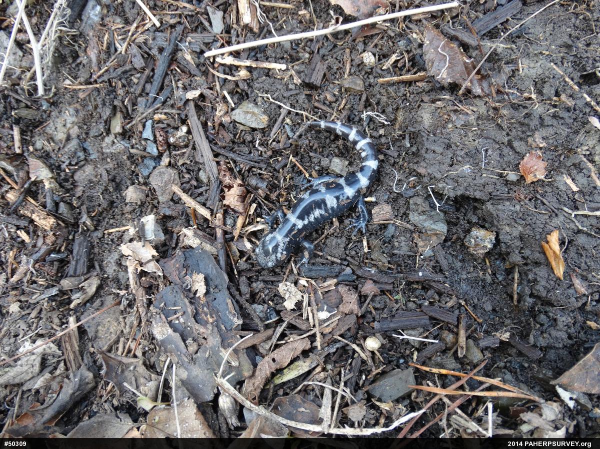 Marbled Salamander