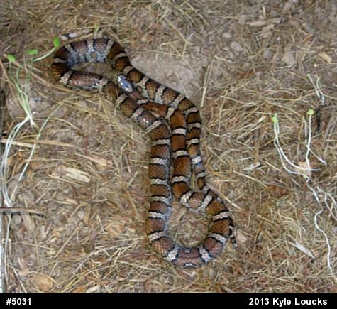 Eastern Milksnake