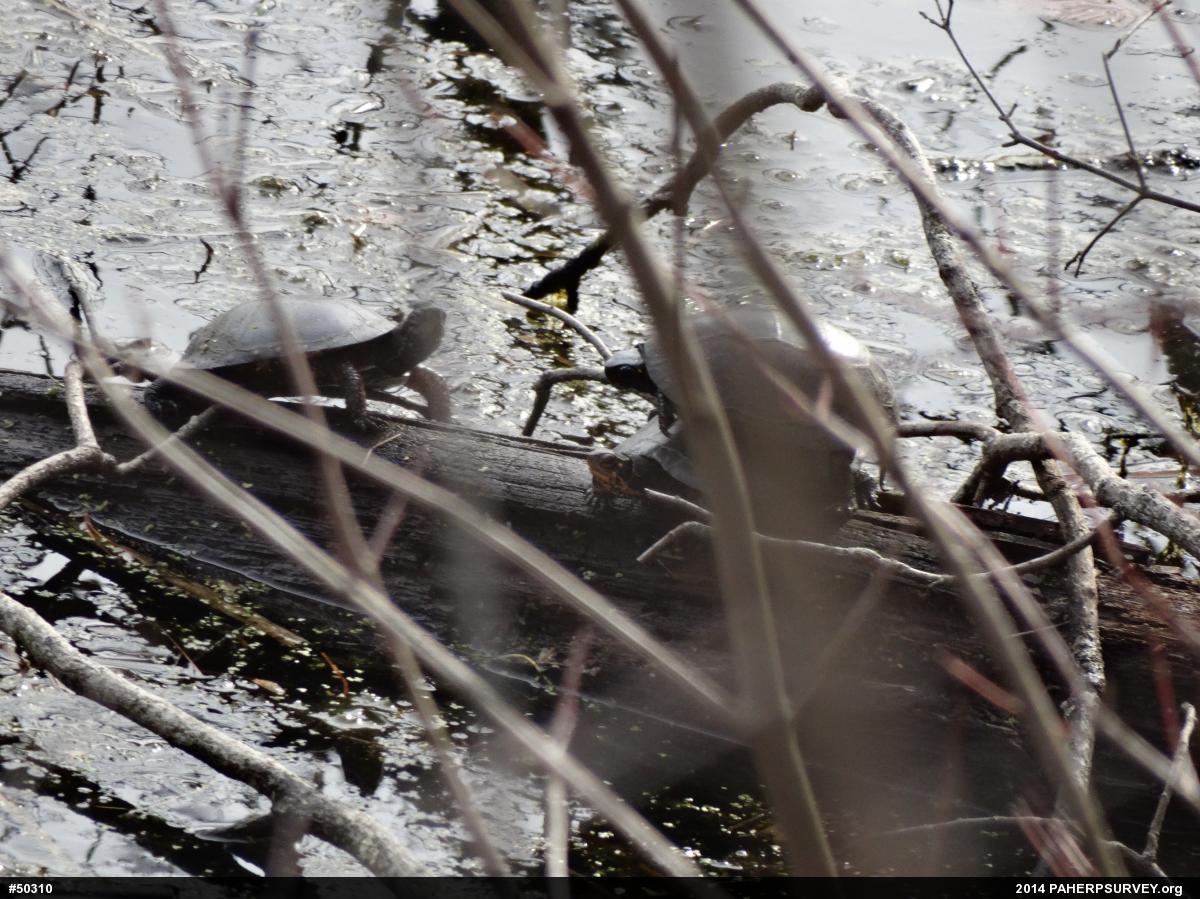 Spotted Turtle
