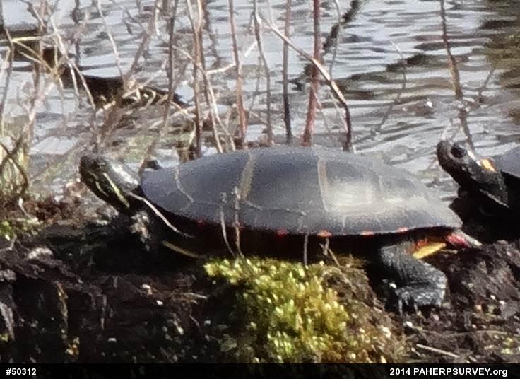 Eastern Painted Turtle