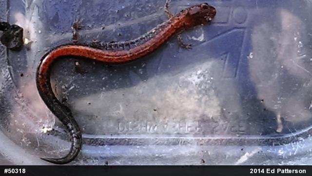 Eastern Red-backed  Salamander