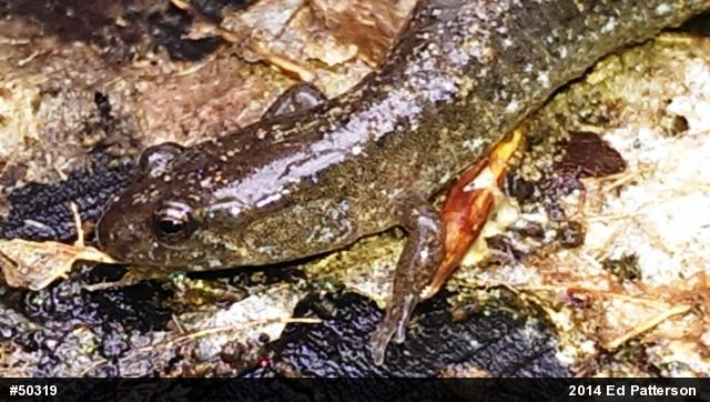 Northern Dusky Salamander