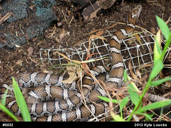 Eastern Milksnake