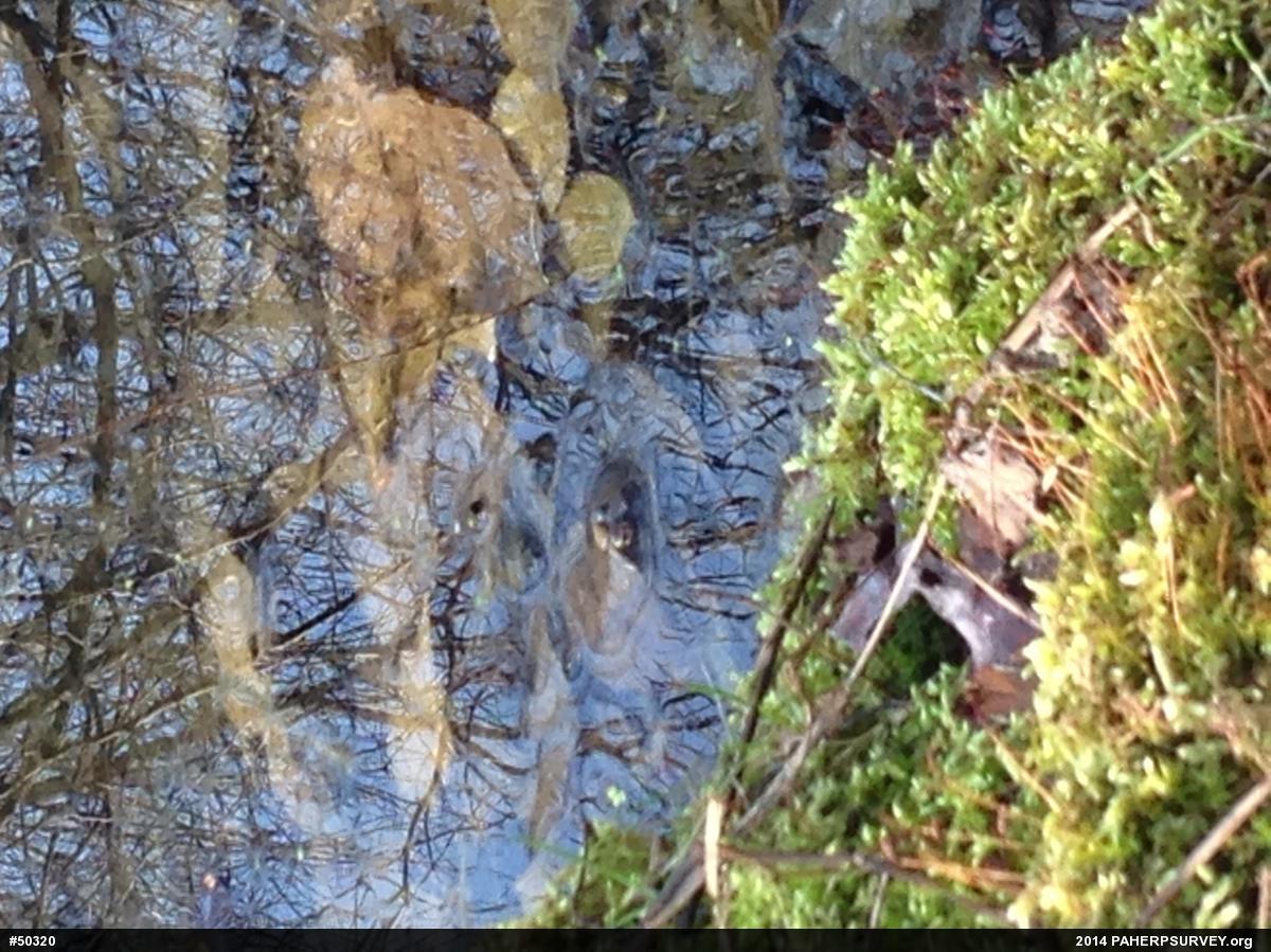Wood Frog