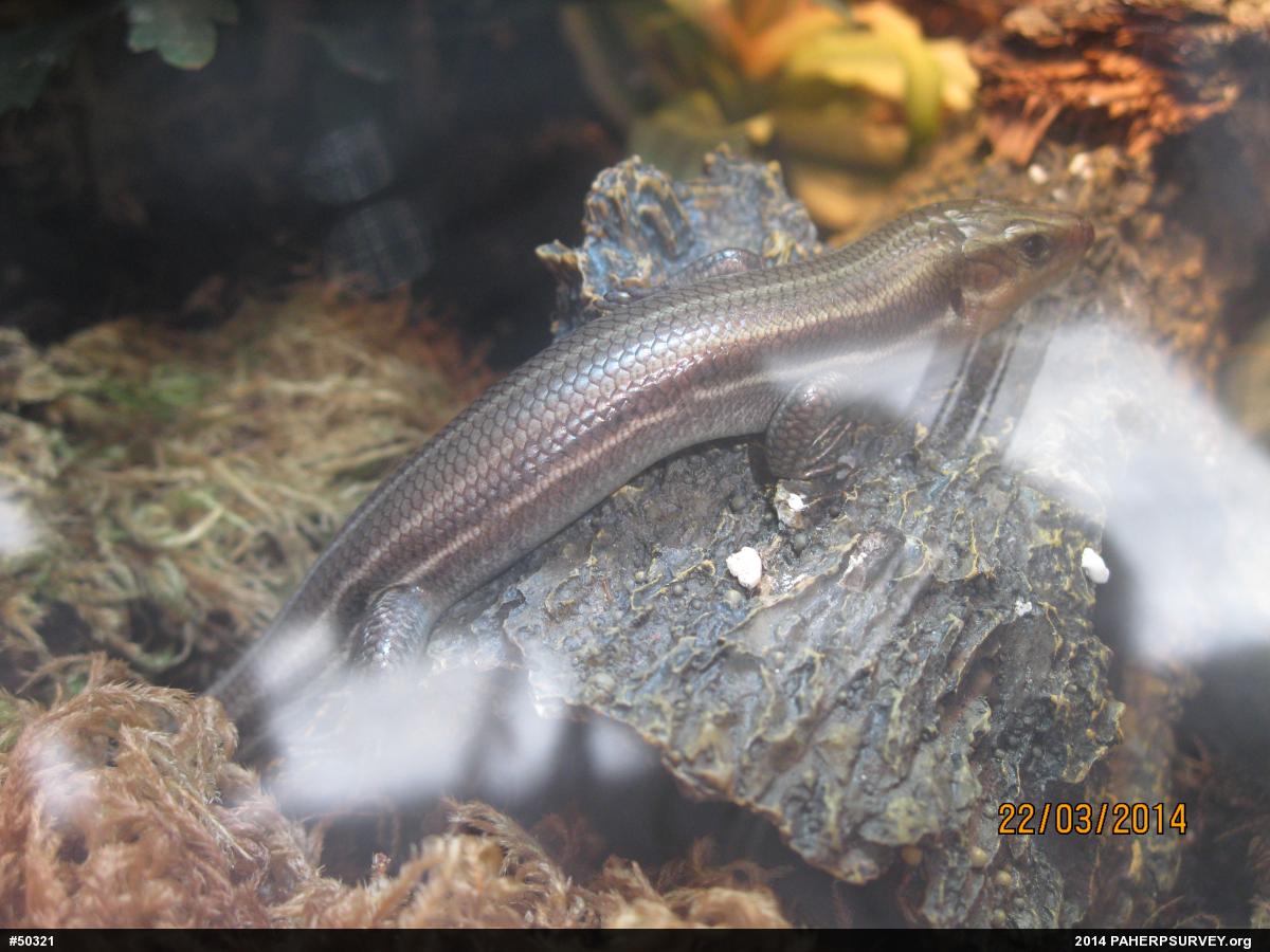 Common Five-lined Skink