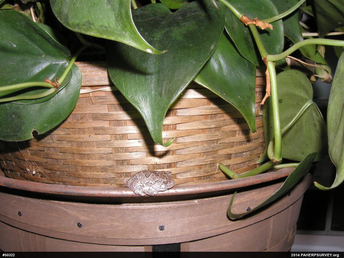 Unknown Gray Treefrog