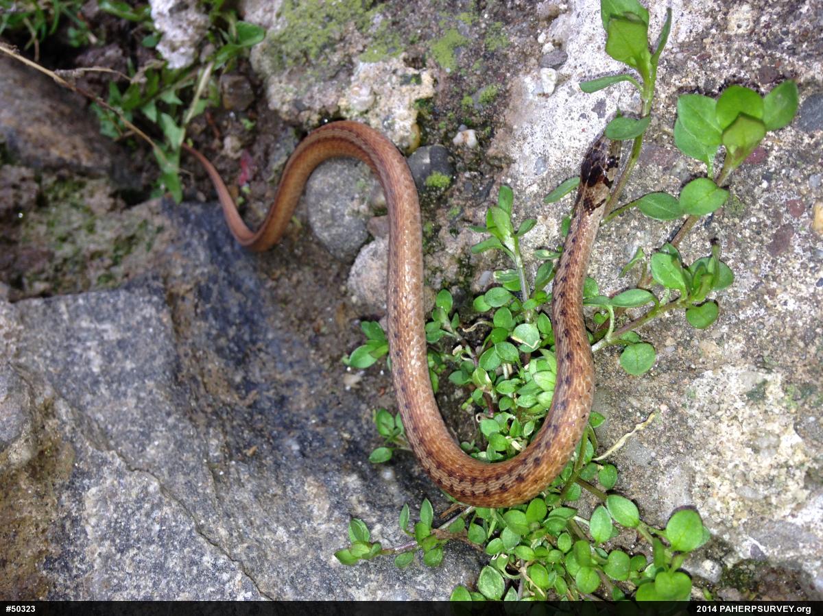 Dekay's Brownsnake