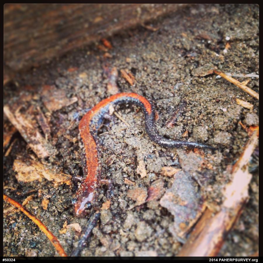 Eastern Red-backed  Salamander
