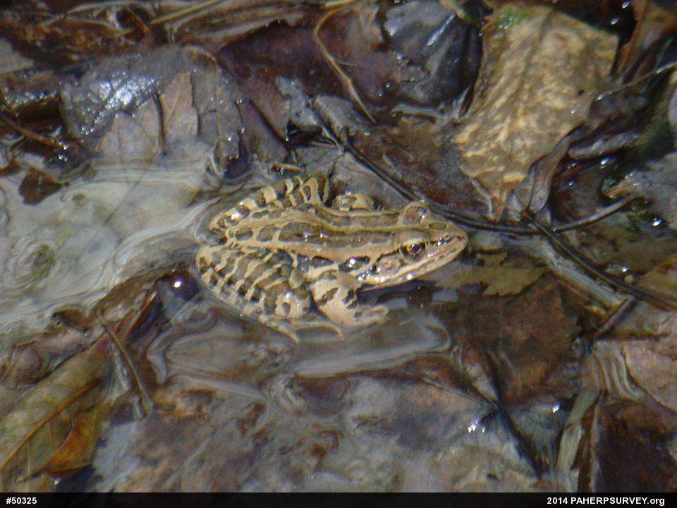 Pickerel Frog