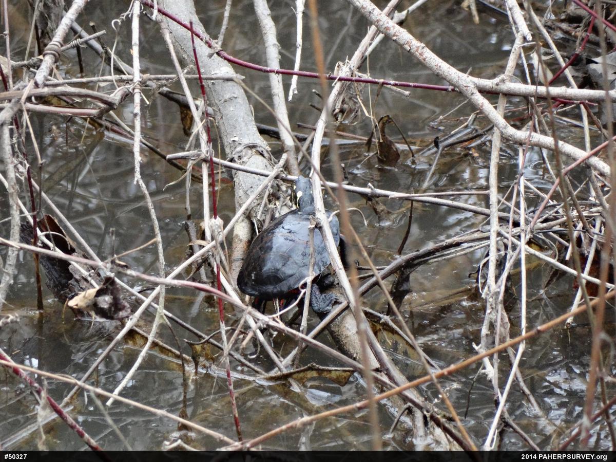 Eastern Painted Turtle