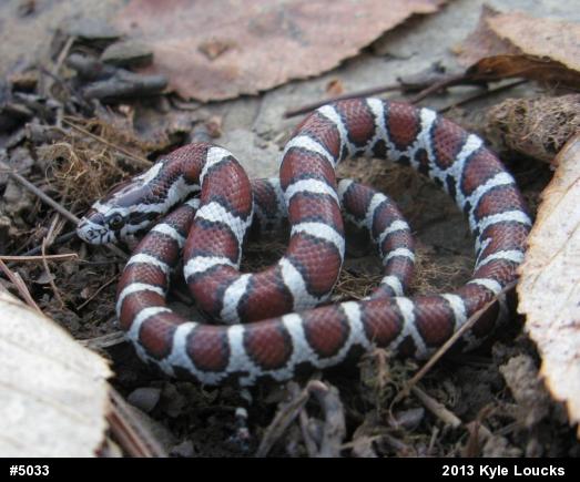 Eastern Milksnake