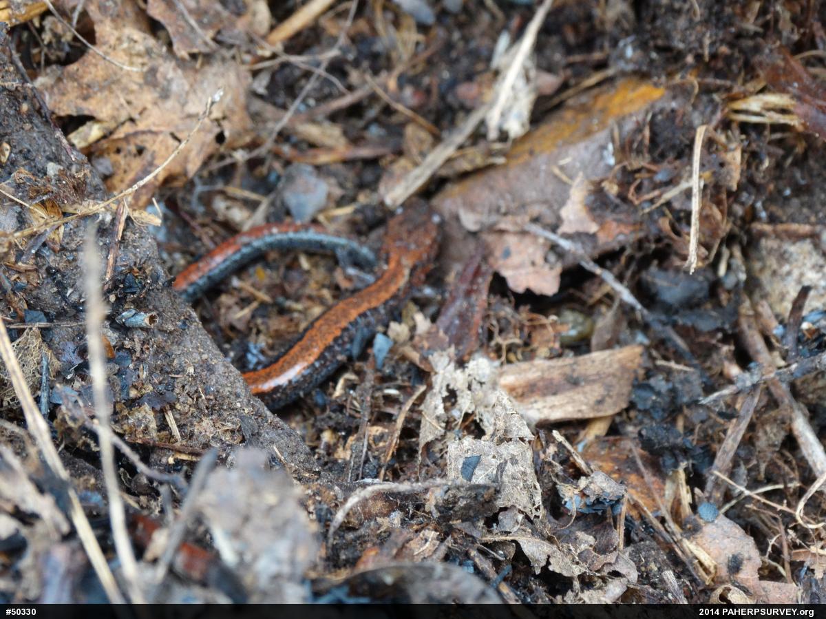 Eastern Red-backed  Salamander