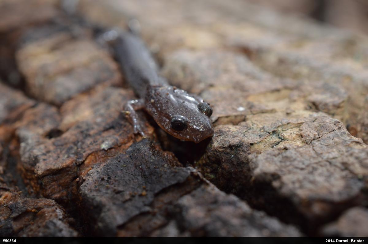 Eastern Red-backed  Salamander