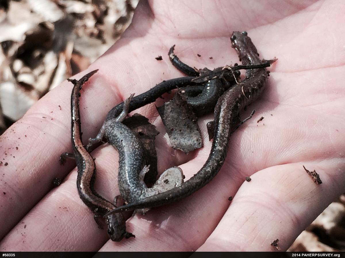 Eastern Red-backed  Salamander