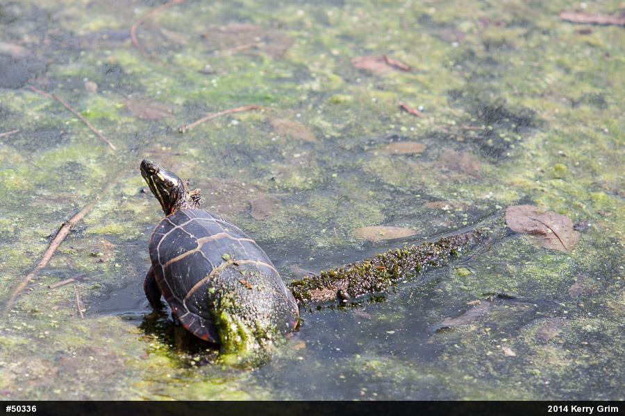 Eastern Painted Turtle