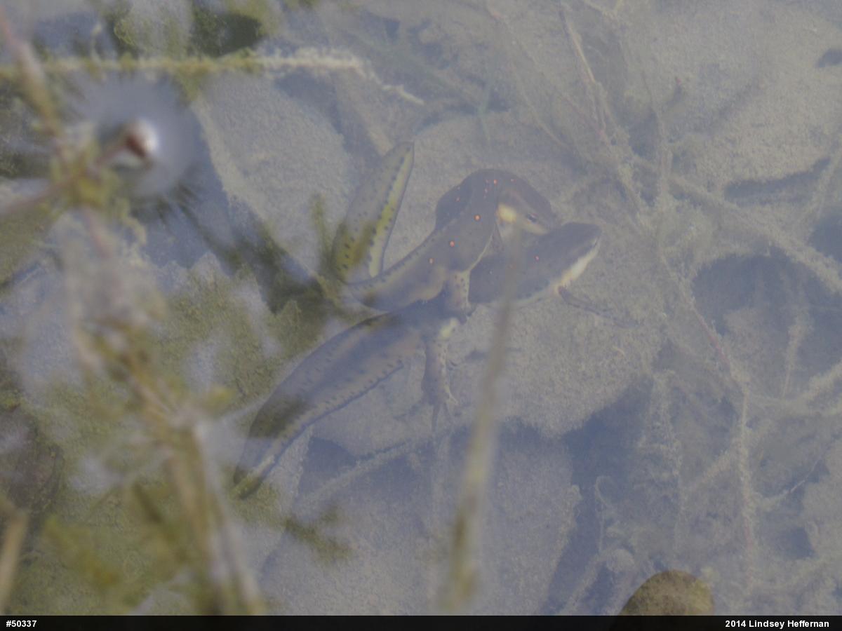 Red-spotted Newt