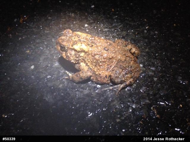 Eastern American Toad