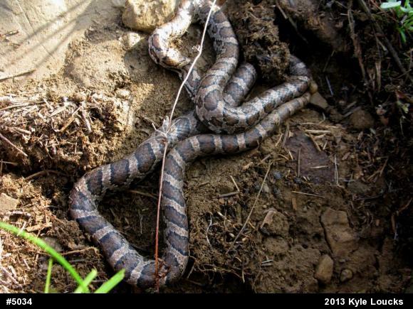 Eastern Milksnake