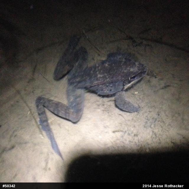 Wood Frog